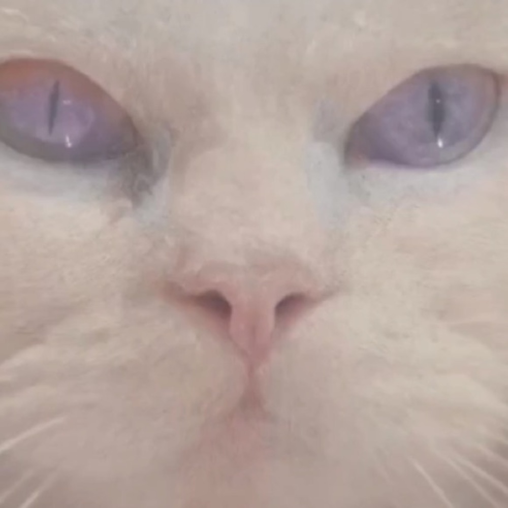 Meet your Posher, Thomas